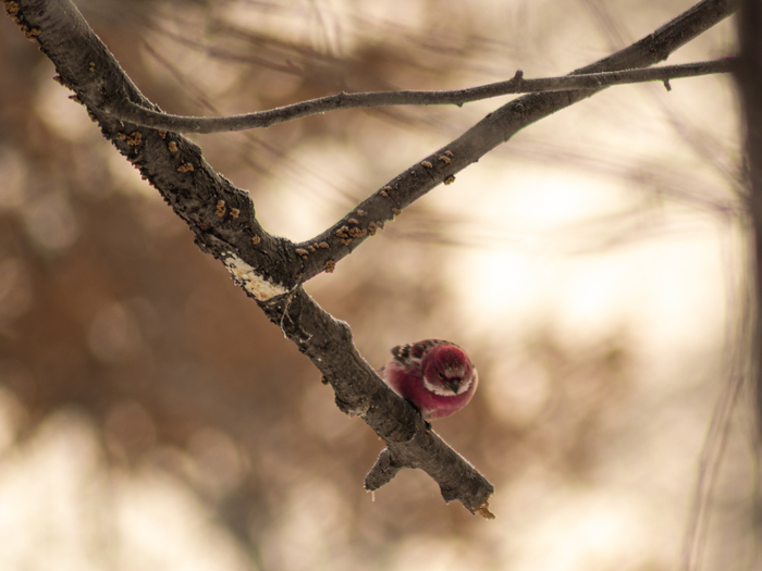 ��������� �� ���������