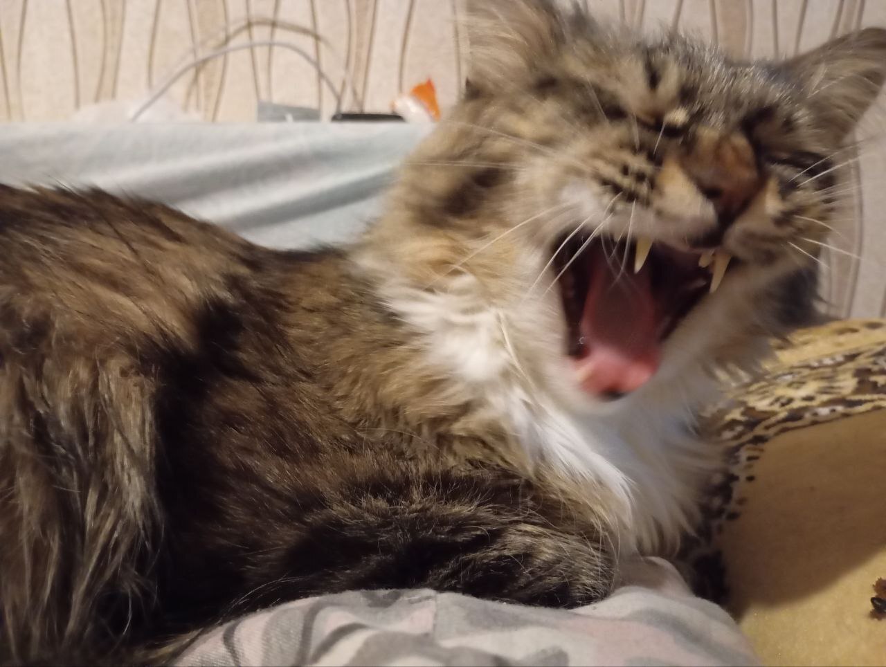 Reply to the post I'm sick of you and your best cat photos. They're always the same. Let's go to the worst photos. Like this one! - My, cat, Worse, A wave of posts, Pets, The photo, Reply to post, Text, Kittens, Cat lovers, Paws, Tricolor cat