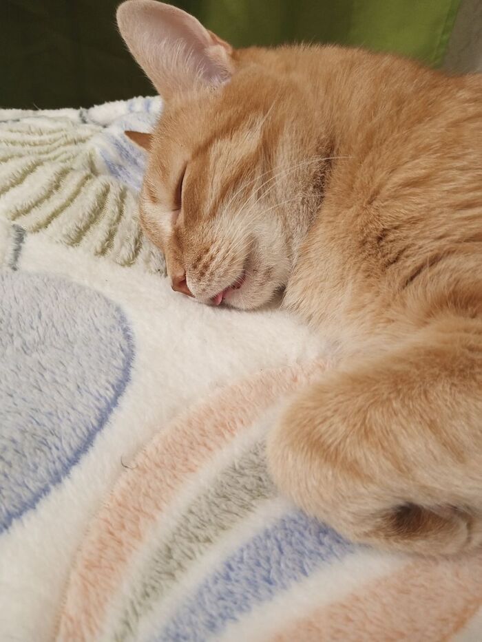 Ответ на пост «Задолбали вы со своими лучшими фото кота. Одно и то же. Давайте в худшие фото. Например вот!»