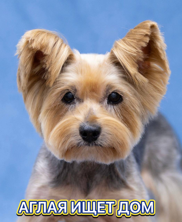 АГЛАЯ ИЩЕТ ДОМ