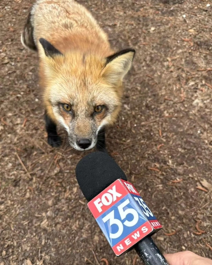 ��������� ���� ��� Fox News?