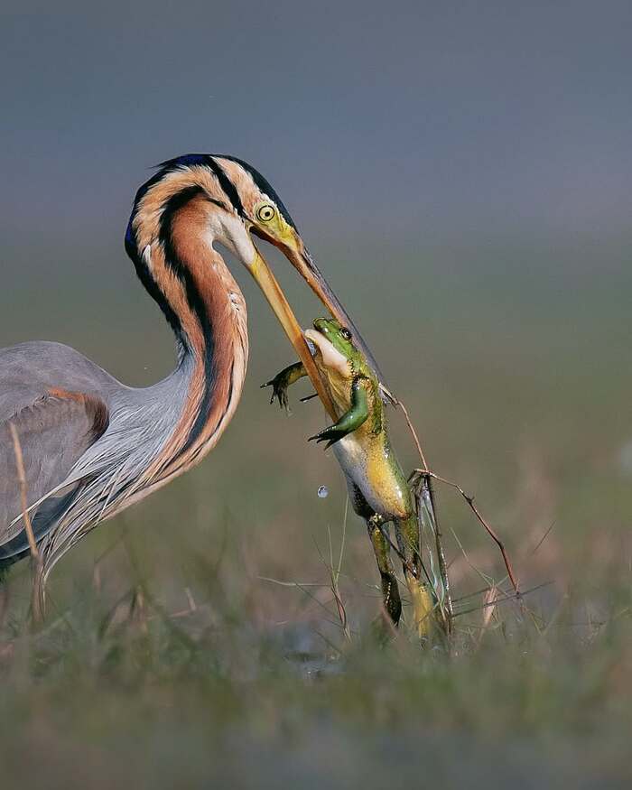 ����� �����