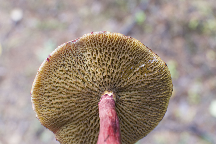 �������� ��������� Boletinus asiaticus