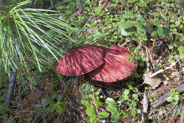 �������� ��������� Boletinus asiaticus