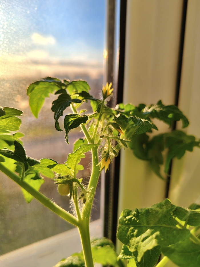 Действительно доброе) Первая помидорка!