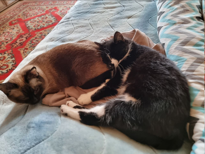 Манишка и Бруня вместе теперь