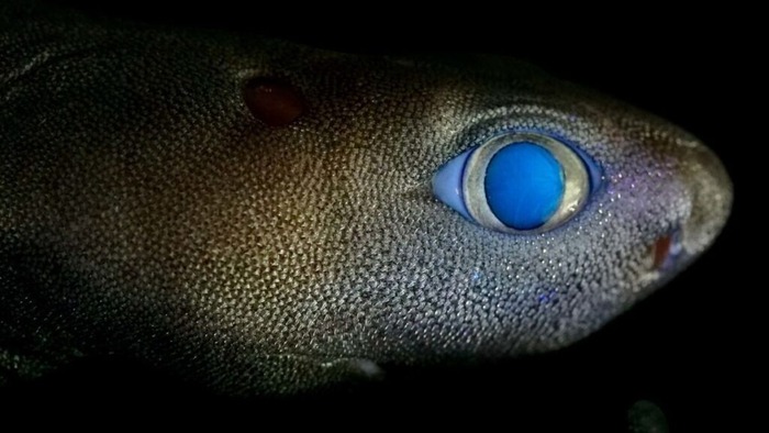 ����������� ����� � �� ����������� ������������ ���� / � Dr. Jérôme Mallefet/FNRS/UCLouvain Belgium