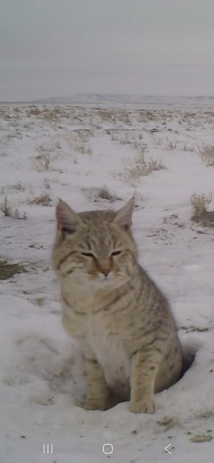 ���� ����� <!--noindex--><a href="https://pikabu.ru/story/pikaburannyiy_dikiy_stepnoy_kot_kazakhstana_13537083?u=http%3A%2F%2FOrda.kz&t=Orda.kz&h=eed2403a096f5f7f316aecb1ab33a335e8df2f45" title="http://Orda.kz" target="_blank" rel="nofollow noopener">Orda.kz</a><!--/noindex-->