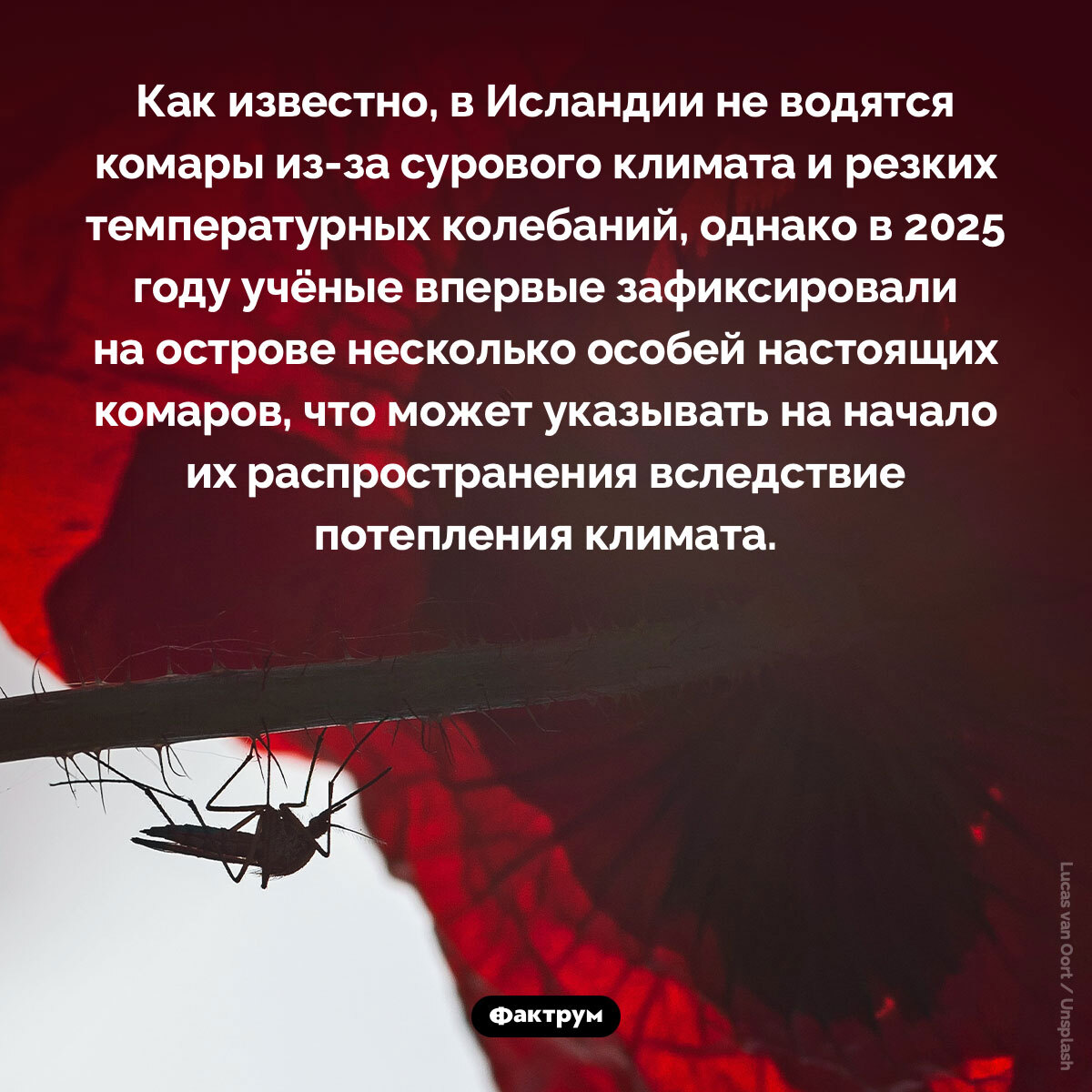 Подборка интересных фактов № 221 - Картинка с текстом, Познавательно, Подборка, Факты, Фактрум, Хочу все знать, Удивительное