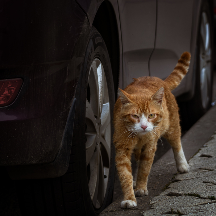 �������� ������