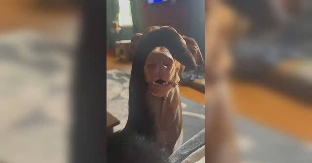 Funny Dogs and Cats (Part 11) - Series Cute and funny ponytails, Animals, Pets, cat, Dog, Paws, Cats and dogs together, Kittens, Humor, Milota, Black cat, Video, Rutube