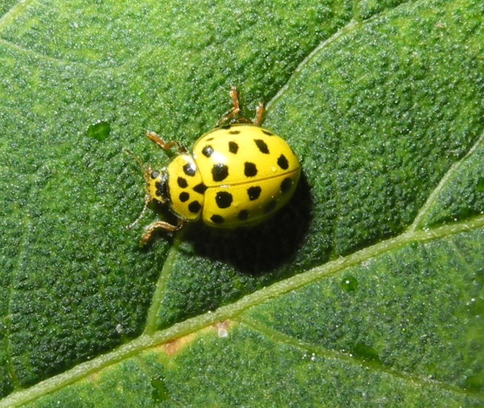 Psyllobora vigintiduopunctata