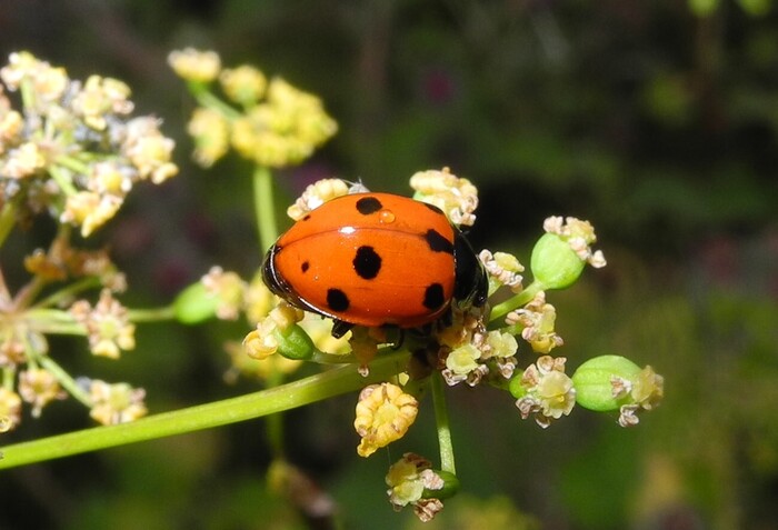 Ceratomegilla undecimnotata, �������� � ������� �����