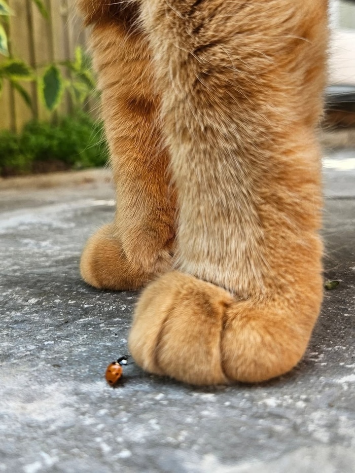 ��-��, �������, ���� ��� �����