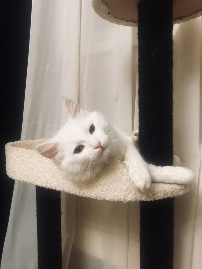 Ответ DemonZX в «Сказали, что нужно фото кота. Так вот он»