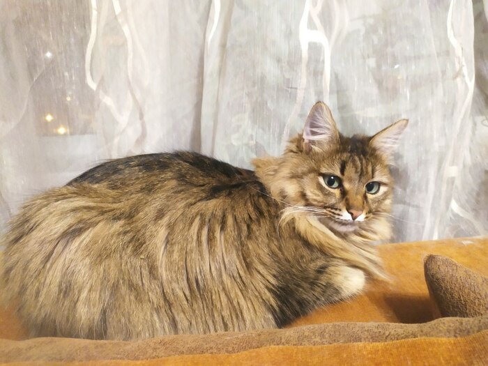 ����, �������� 8 ���, �������, ���������������, � ����� ��������� ������ ������� �������. ����������� �� ������ ���� ����� ������ �� ����.