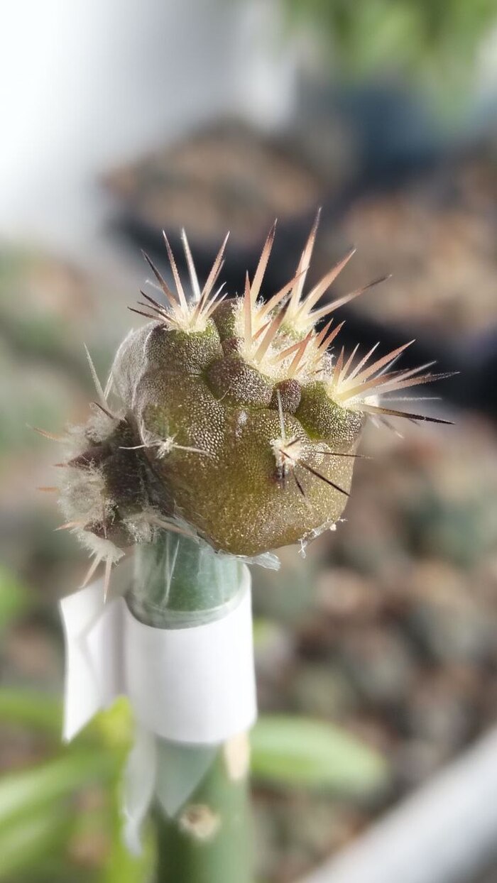 Copiapoa coquimbana 