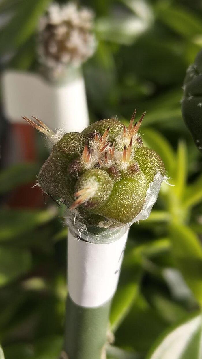 COPIAPOA dealbata v. carrizalensis f. nidulans 