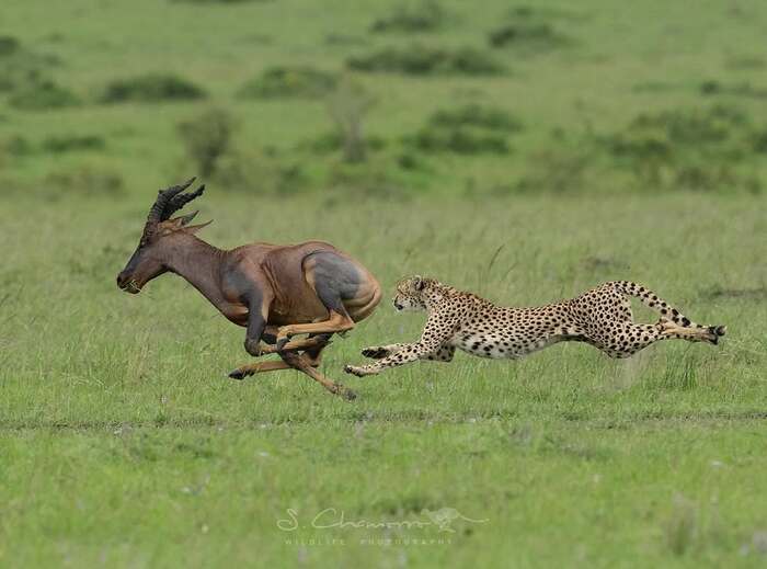 ����-���� ��������