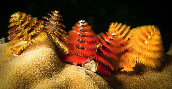 Новогодняя ёлочка на дне океана. Необычный морской червь