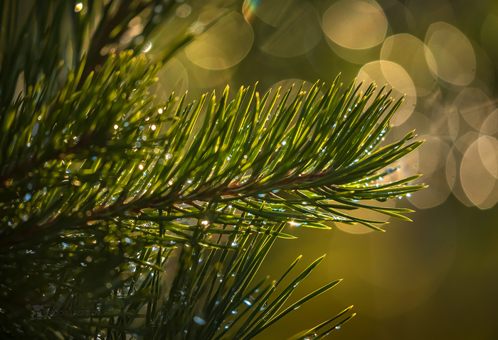 _________________________________________