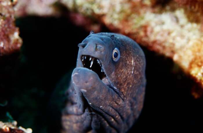 ����������� ������