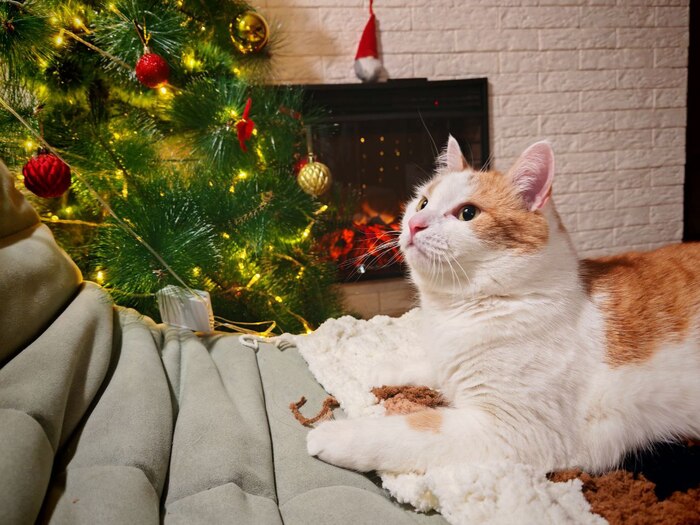 ������ ��� ���������� ���