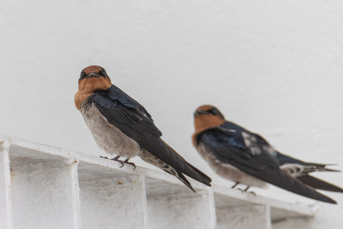 ������������� ��������