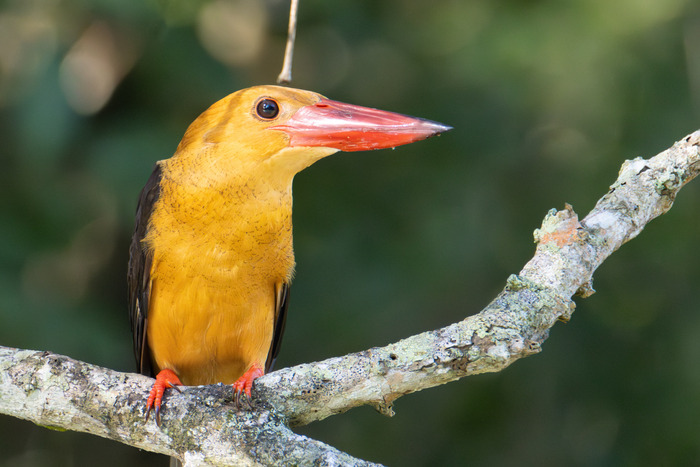 ���-�� � ��������� ����� ��������