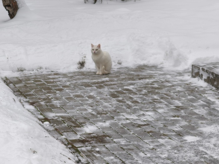 Не... на фоне свежевыпавшего снега как-то так себе получается...