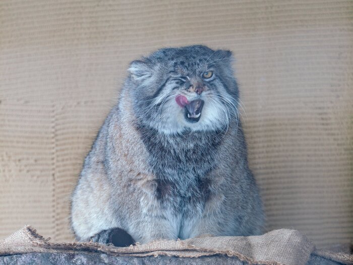 Я всё доел... Несите ещё!