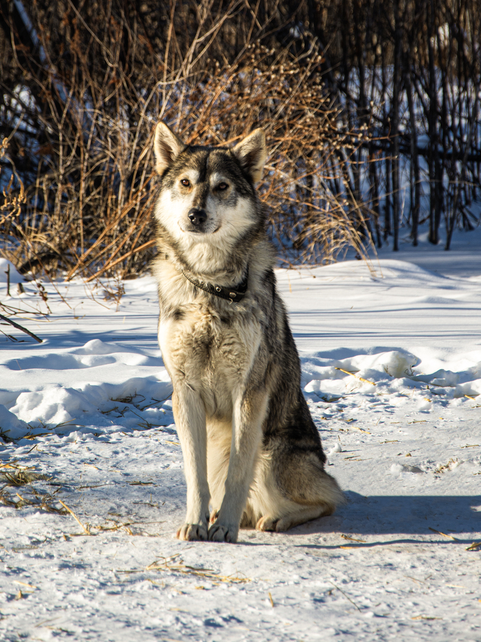 Турал что-то немного приуныл🐺🙂❄️