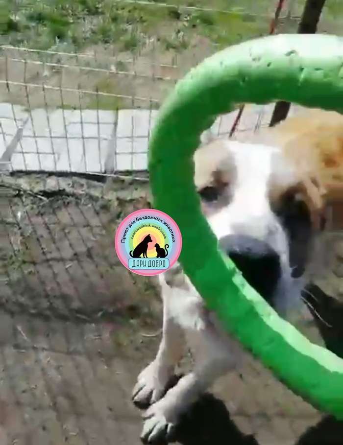 Яшка учится играть.