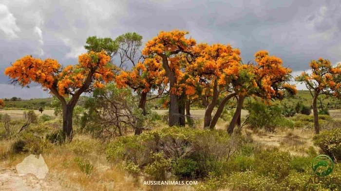 Фото с сайта <!--noindex--><a href="https://pikabu.ru/story/nuytsiya_obilnotsvetushchaya_13560715?u=http%3A%2F%2Faussieanimals.com&t=aussieanimals.com&h=70fa2764d4f32a0c87a2606858b1629ef0de06f3" title="http://aussieanimals.com" target="_blank" rel="nofollow noopener">aussieanimals.com</a><!--/noindex-->.