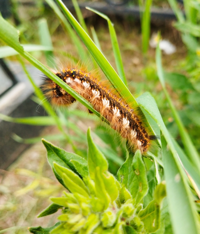 ������ ����������