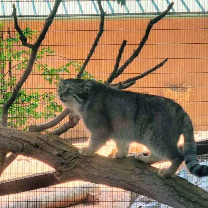 �������� ������ ������