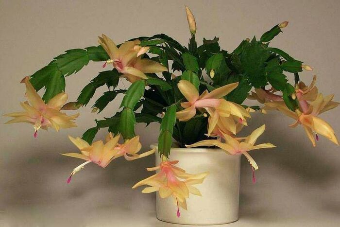 ����������� ���������. ���� � ����� <!--noindex--><a href="https://pikabu.ru/story/dekabristyi_13566065?u=http%3A%2F%2Filfioretralespine.it&t=ilfioretralespine.it&h=48cb6ce3ec7f652ed911784721c4f4607085f8e6" title="http://ilfioretralespine.it" target="_blank" rel="nofollow noopener">ilfioretralespine.it</a><!--/noindex-->.