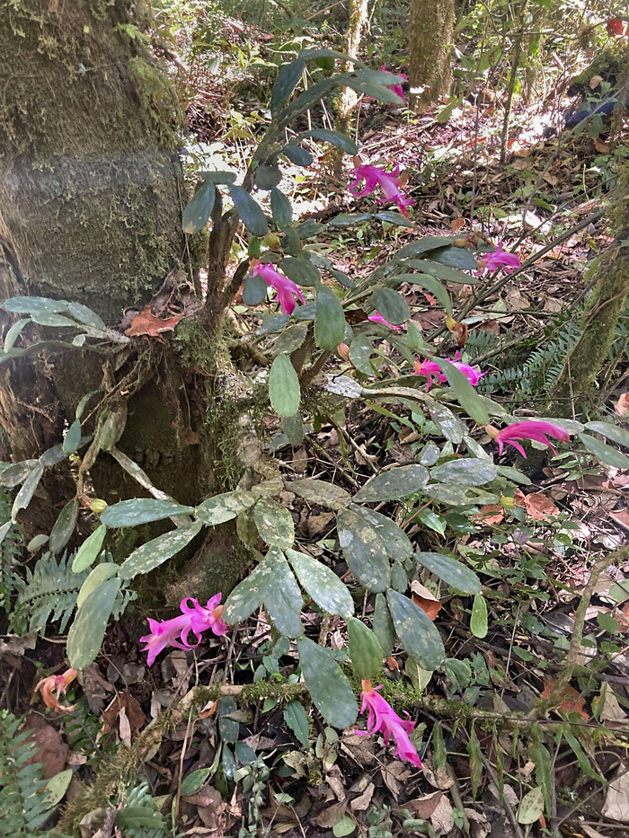 ����������� ������������� (Schlumbergera opuntioides) � �������. ���� Peter Abrahamsen � ����� iNaturalist.