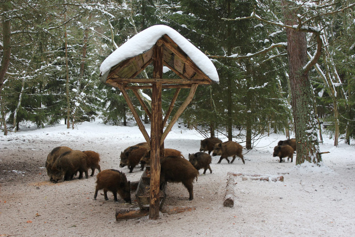 Подкормка кабанов на Куршской косе. На охраняемых территориях для поддержания популяций часто организуют такие кормовые зоны для копытных. От успеха копытных зависит и успех хищников.