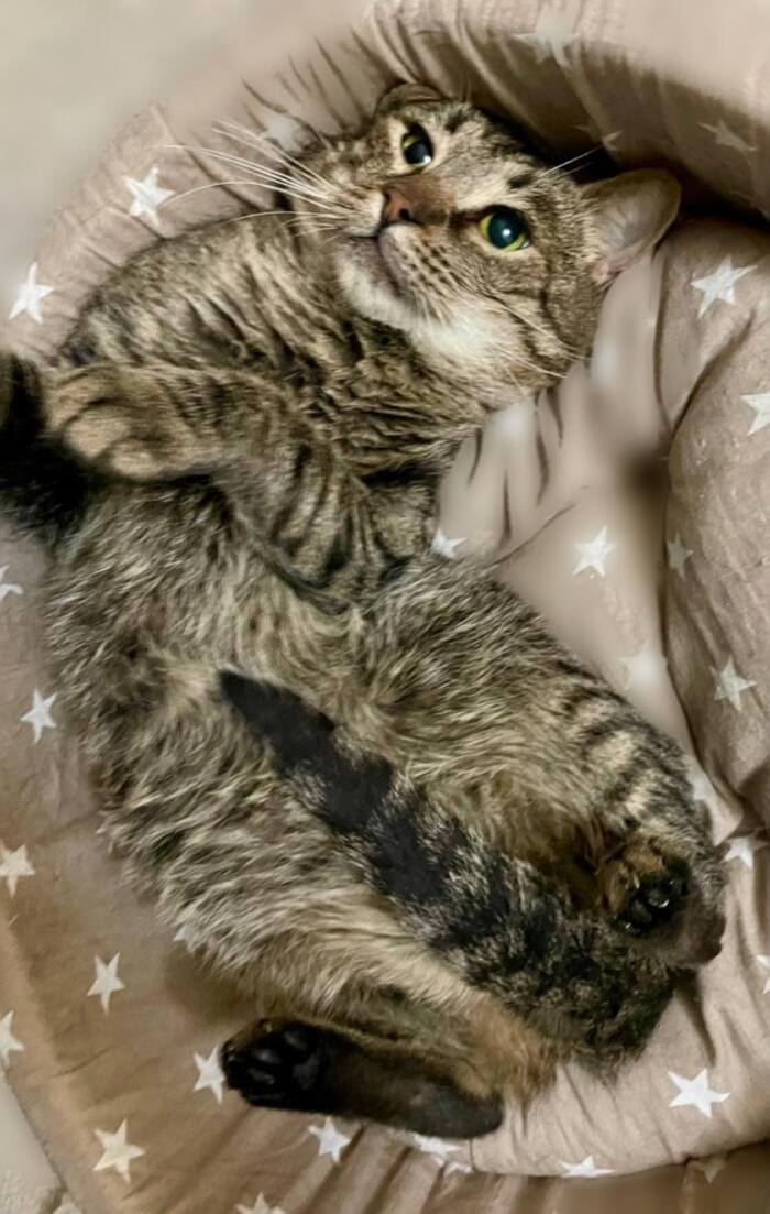 Ласковый котик Атти умоляет не возвращать его на улицу!