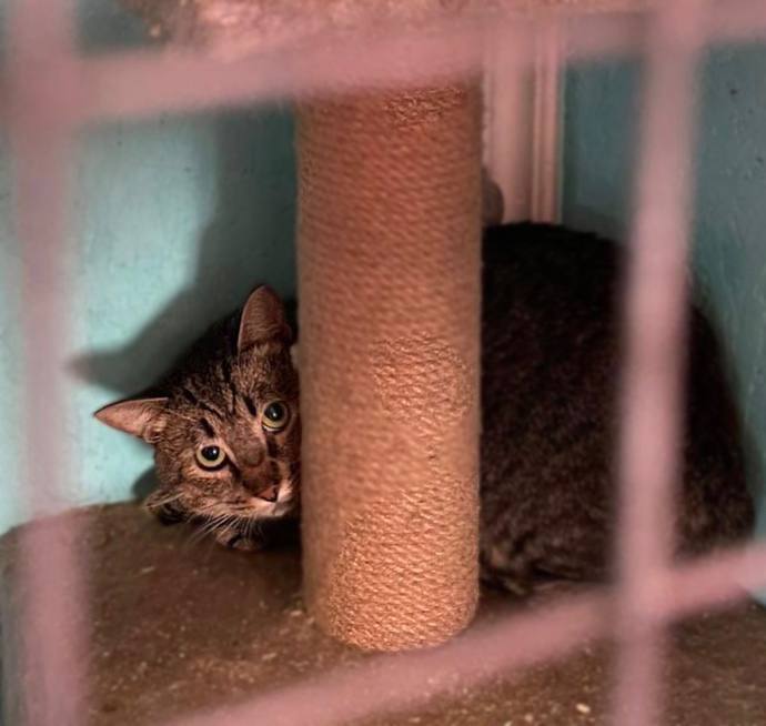 Ласковый котик Атти умоляет не возвращать его на улицу!