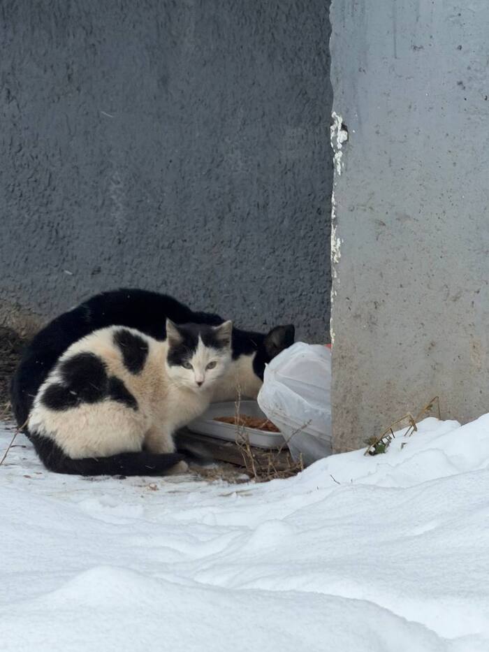 Котёнок со стройки, или маленький ангелочек-хранитель шести своих собратьев по бездомной жизни