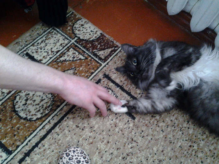 Ответ на пост «Кошачий ренессанс»