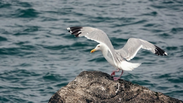 �� ���� ��������, ��� �������� �������� �������� �� �����, ������������ ����������� ������.