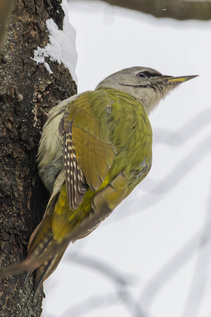 (���� �� �������� ��� ������� ��������)