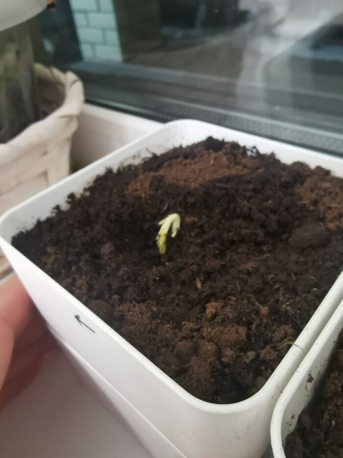 ����� �� �������� ����� ��������