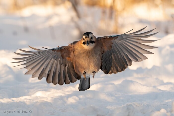 ������ ����