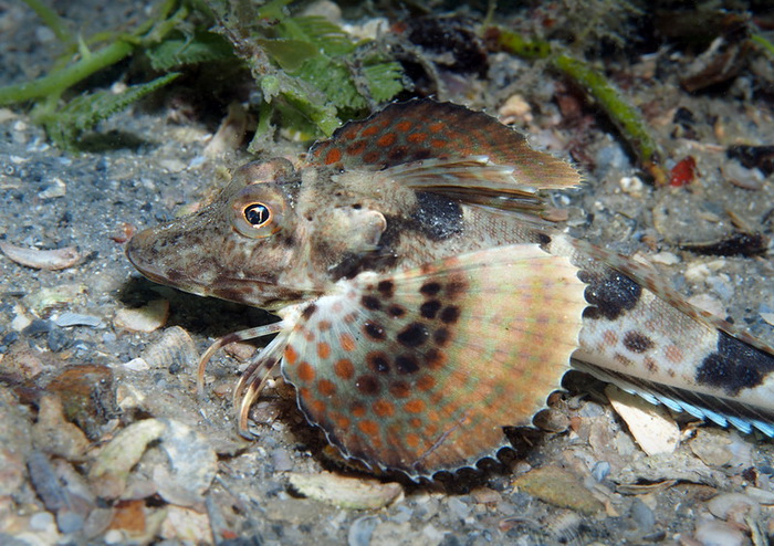 Prionotus carolinus � ���� �� ������ � �����