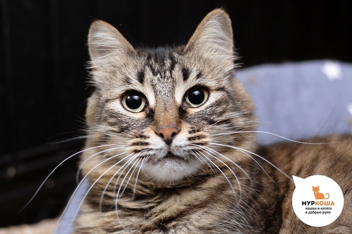 Кошка Устинья, 5 лет, найдена на улице.