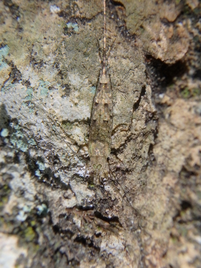 ��� Machilis, ��������� Machilidae, ������������� ���� � Krylenko VV, ��������� ����� �������� (CC-BY-NC)